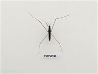 藏品(大黽椿象)的圖片